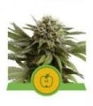 Apple Fritter Auto (Royal Queen Seeds)