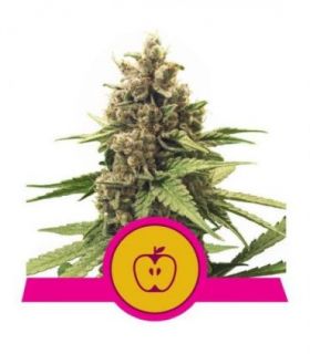 Apple Fritter (Royal Queen Seeds)