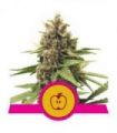 Apple Fritter (Royal Queen Seeds)