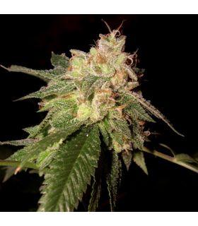 OG Kush (DNA Genetics)