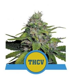 Royal THCV (Royal Queen Seeds)