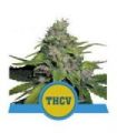 Royal THCV (Royal Queen Seeds)