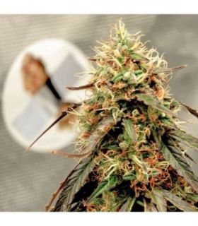 Power Plant Auto (Dutch Passion)