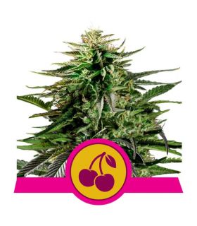 Cherry Pie (Royal Queen Seeds)