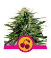Cherry Pie (Royal Queen Seeds)