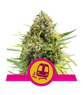 Trainwreck (Royal Queen Seeds)
