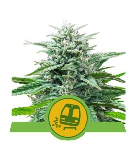 Trainwreck Auto (Royal Queen Seeds)