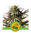 Cherry Pie Auto (Royal Queen Seeds)