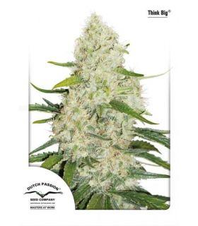 Think Big (Dutch Passion)