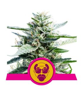 Granddaddy Purple (Royal Queen Seeds)