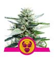 Granddaddy Purple (Royal Queen Seeds)