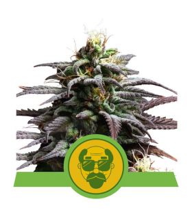 Granddaddy Purple Auto (Royal Queen Seeds)