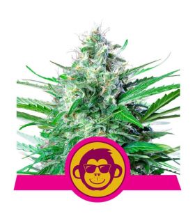 Grape Ape (Royal Queen Seeds)