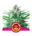 Grape Ape (Royal Queen Seeds)