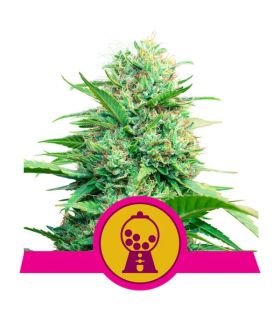Pink Runtz (Royal Queen Seeds)