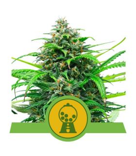 Pink Runtz Auto (Royal Queen Seeds)