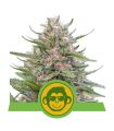 Grape Ape Auto (Royal Queen Seeds)