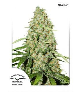 Think Fast (Dutch Passion)