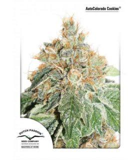 AutoColodo Cookies (Dutch Passion)