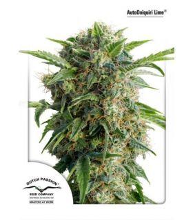 AutoDaiquiri Lime (Dutch Passion)
