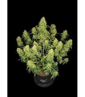 Sour Jealousy Auto (FastBuds)