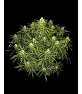 Sour Jealousy Auto (FastBuds)