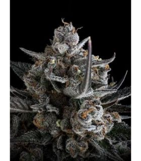 Pound Cake Auto (FastBuds)