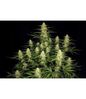 Papaya Cookies Auto (FastBuds)