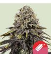 Dynamite Diesel (Royal Queen Seeds) - Tyson 2.0 Series