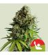 NYC Sour D Auto by RQS - Tyson Series @sporadiko.gr