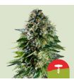 Corkscrew Auto (Royal Queen Seeds) - Tyson Series