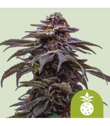 Σπόροι κάνναβης Tropicana Cookies Purple Auto by RQS @sporadiko.gr