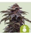 Tropicana Cookies Purple Auto (Royal Queen Seeds)