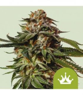 Special Queen 1 Auto by RQS @sporadiko.gr