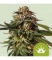 Special Queen 1 Auto (Royal Queen Seeds)