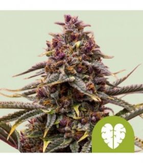 Pink Mist Auto (Royal Queen Seeds)