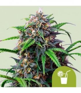 Purple Lemonade Auto by RQS @sporadiko.gr