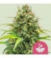 Lemon Skunk (Royal Queen Seeds)
