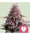 Pink Mist (Royal Queen Seeds)