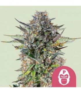 Pink Gorilla (Royal Queen Seeds)