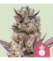 Tropicana Cookies Purple (Royal Queen Seeds)