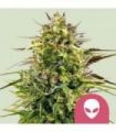 Alien OG (Royal Queen Seeds)