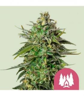 Larry OG (Royal Queen Seeds)