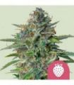Strawberry Cough (Royal Queen Seeds)