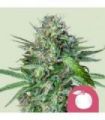 Tangie (Royal Queen Seeds)