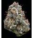 Black Cherry Gushers Cannabis Bud - Barney's Farm Cannabis seeds @sporadiko.gr