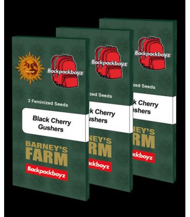 Black Cherry Gushers (Barney's Farm)