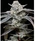 Lemon Cherry Gelato Cannabis Bud - Barney's Farm Cannabis seeds - σποράδικο