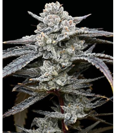 Lemon Cherry Gelato Cannabis Bud - Barney's Farm Cannabis seeds - σποράδικο