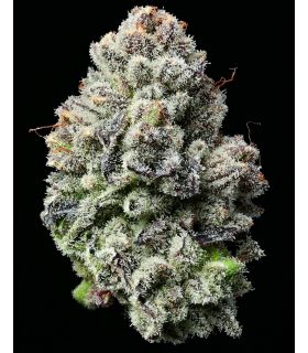 Lemon Cherry Gelato (Barney's Farm)